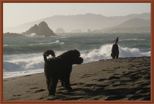 Dogs Play at Sonoma Coast